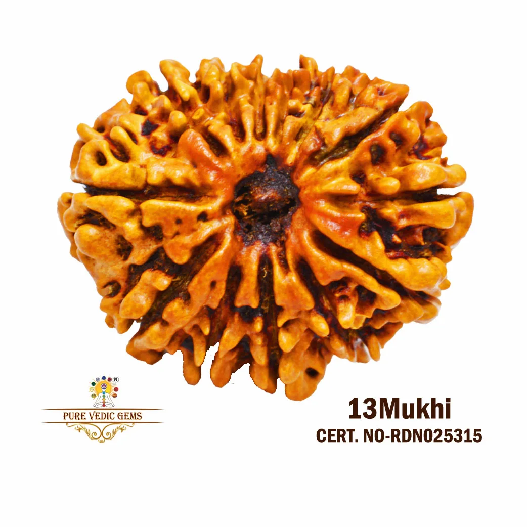 13 Mukhi Rudraksha (3.592g)
