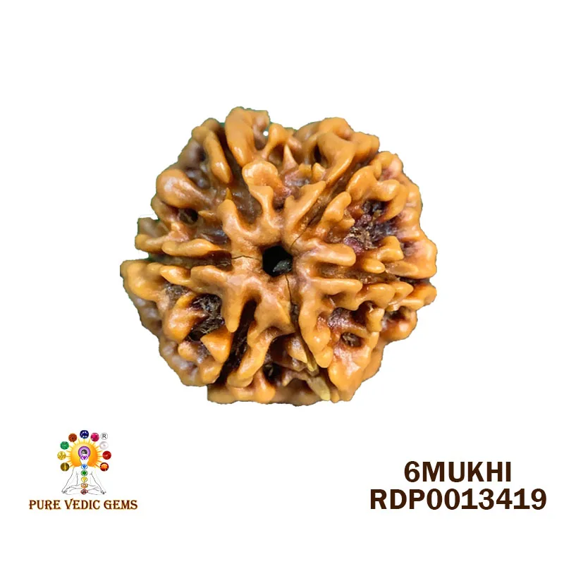 6 Mukhi Rudraksha (3.754g)