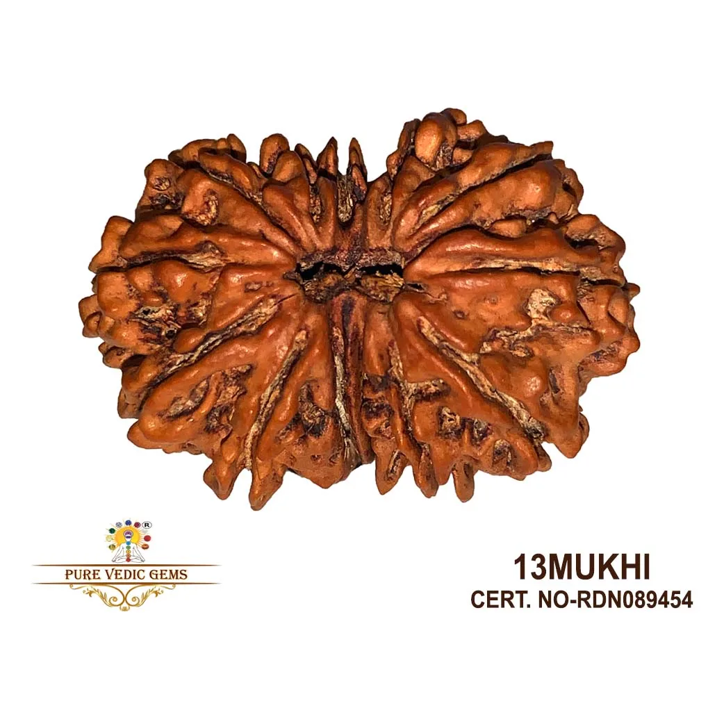 13 Mukhi Rudraksha (5.114g)