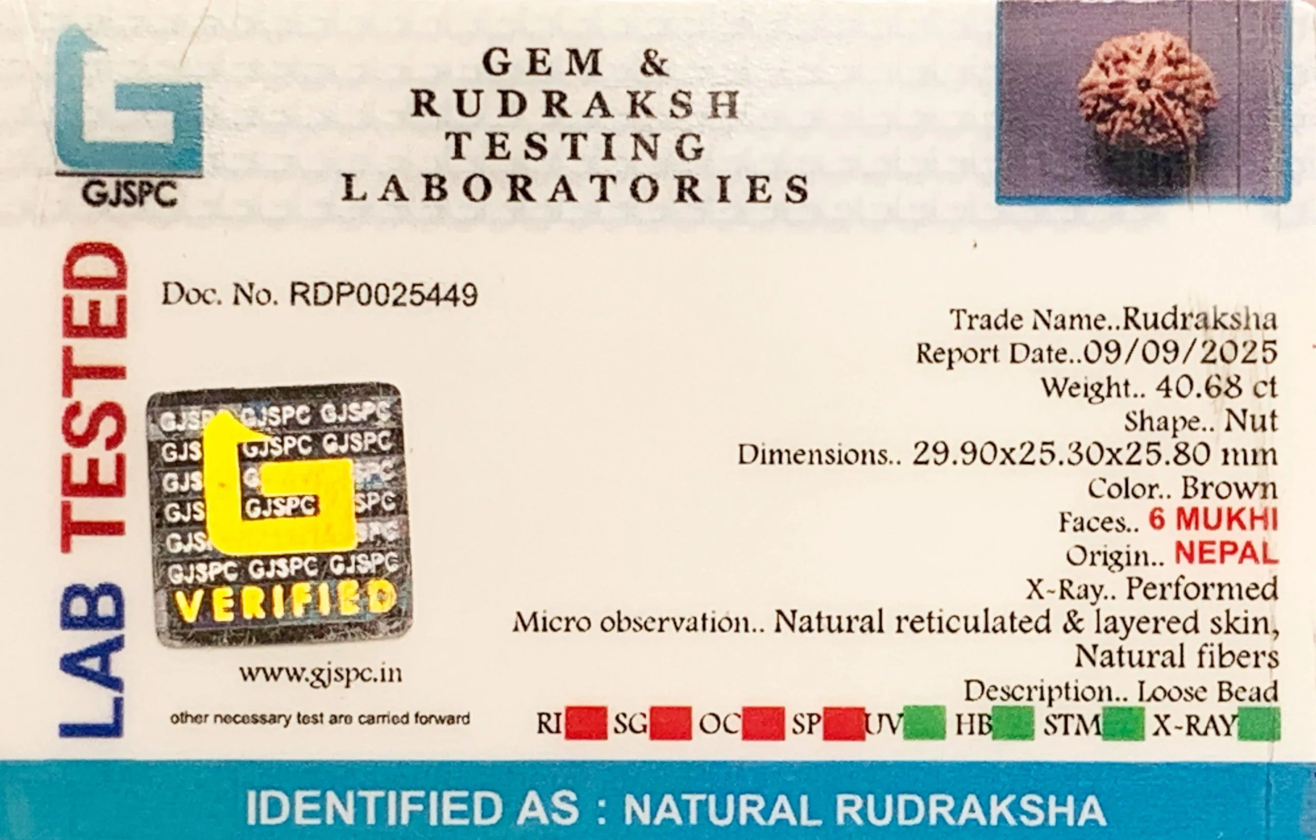 6 Mukhi Rudraksha (8.136g) view 2