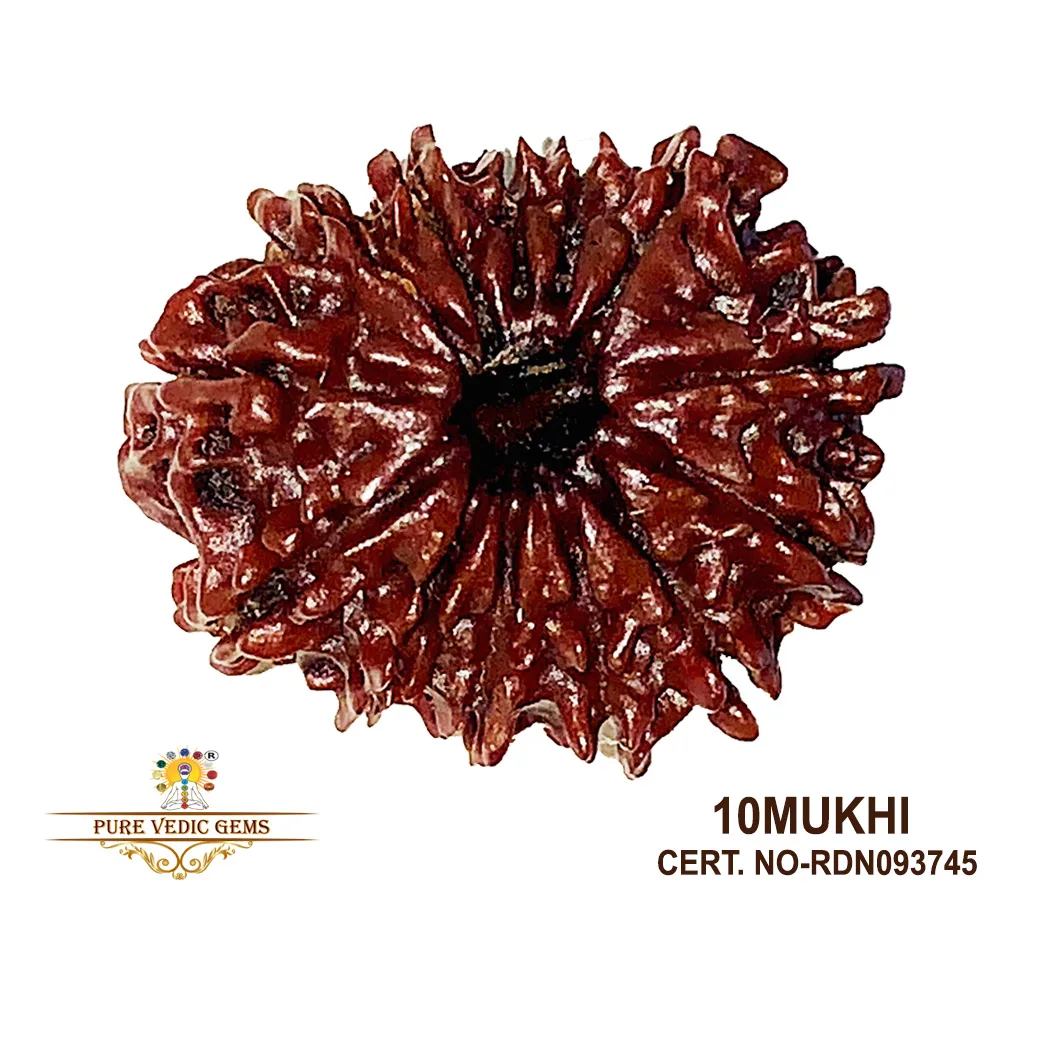 13 Mukhi Rudraksha (3.330g)