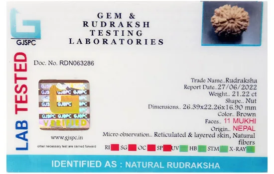 11 Mukhi Rudraksha (4.244g) view 2