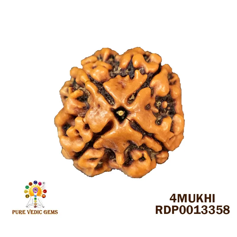 4 Mukhi Rudraksha (2.366g)
