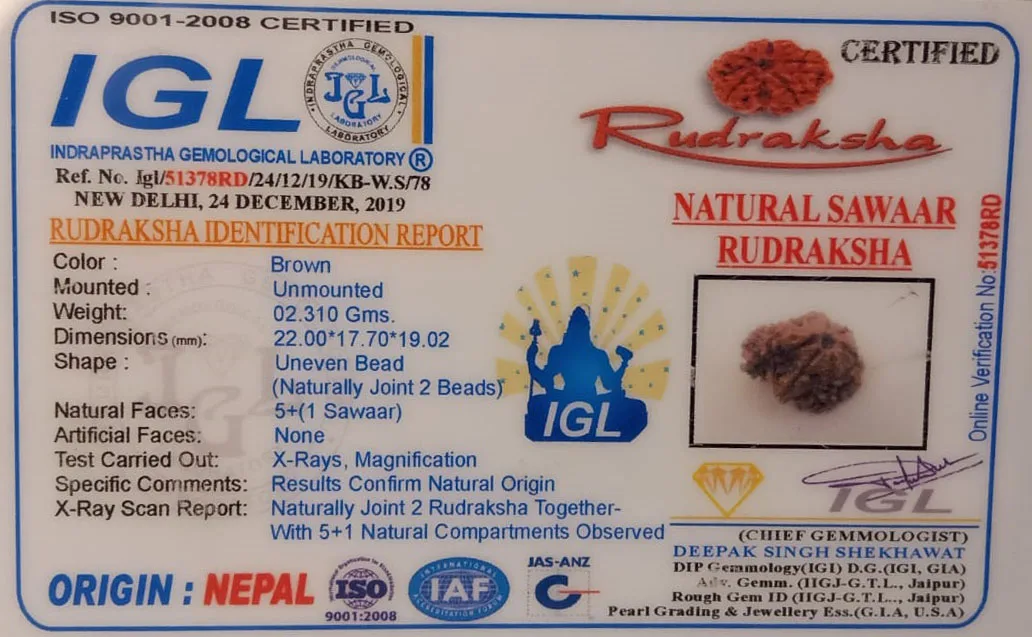 Sawar Rudraksha (2.310g) view 2