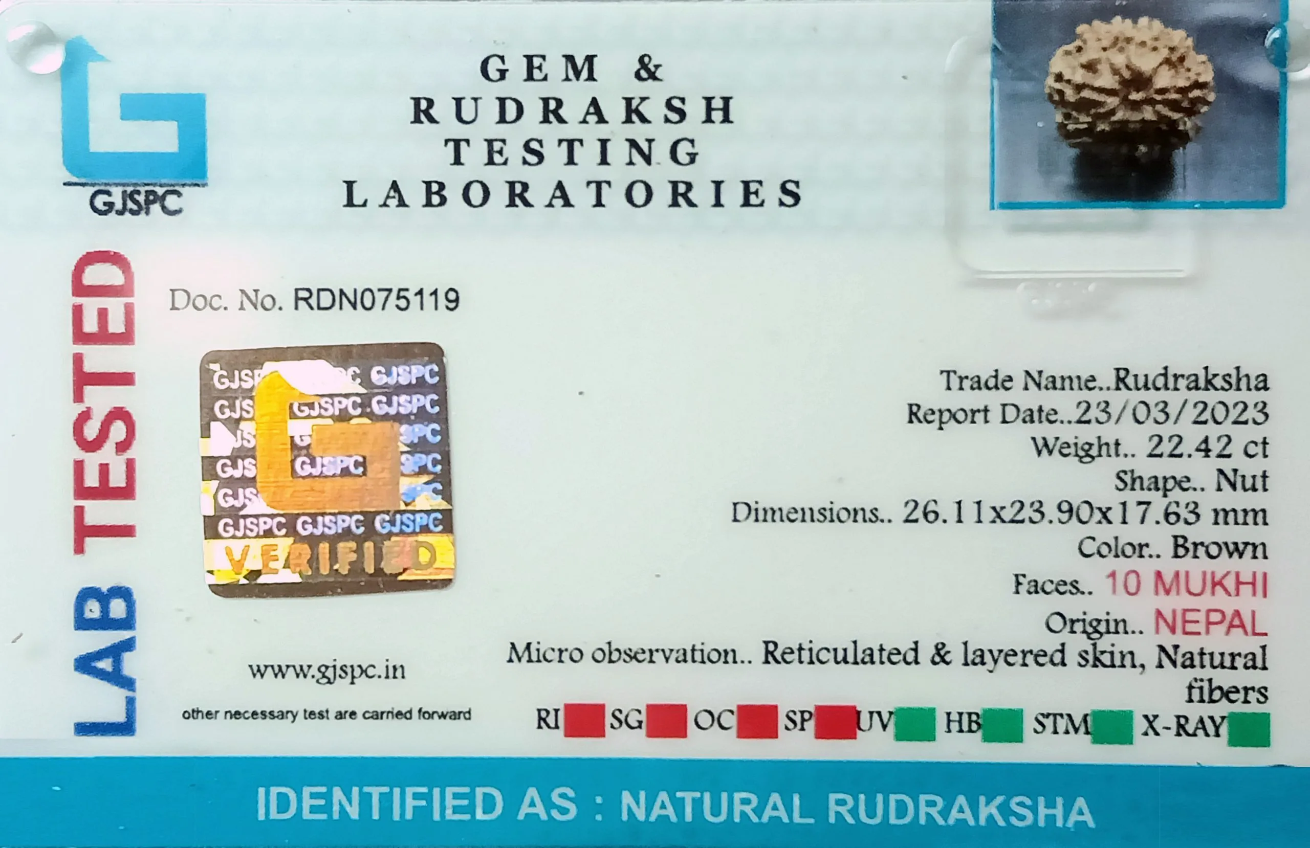10 Mukhi Rudraksha (4.484g) view 2