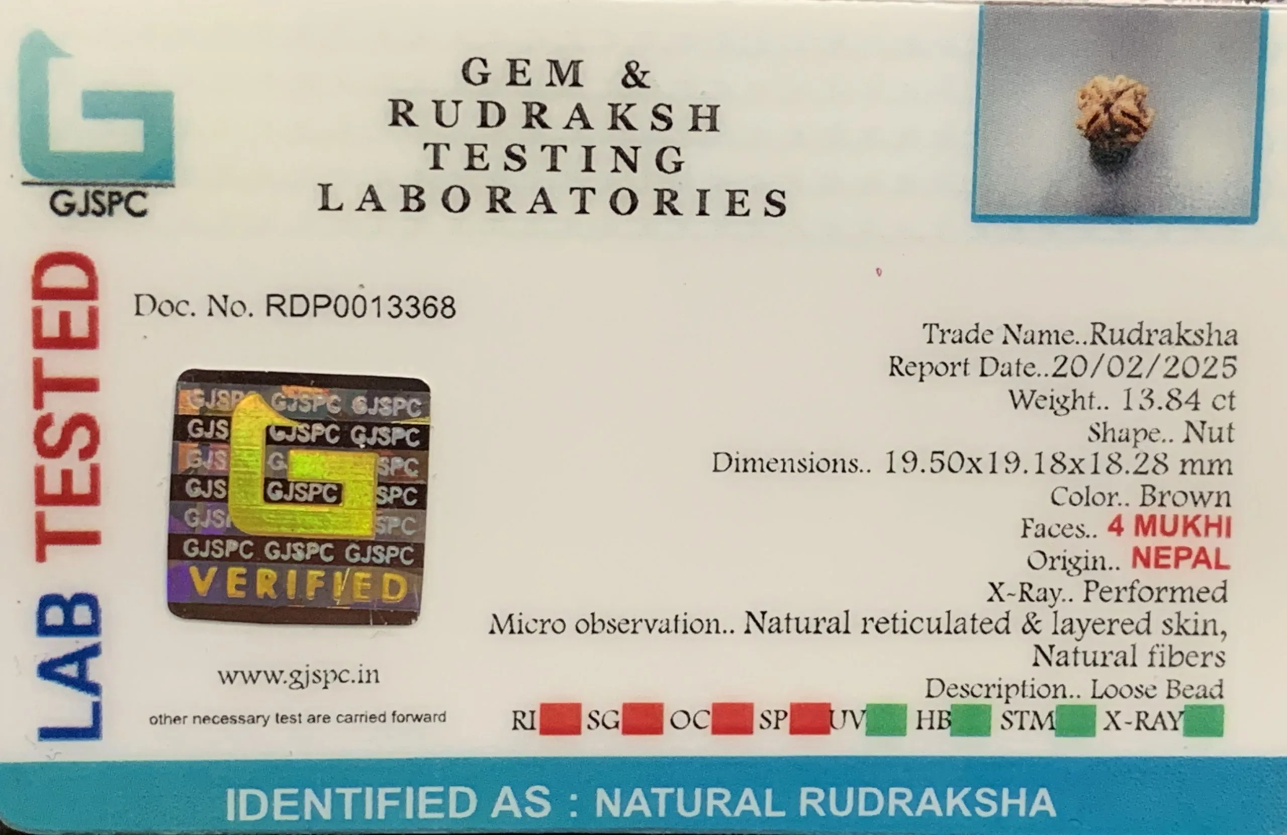 4 Mukhi Rudraksha (2.768g) view 2