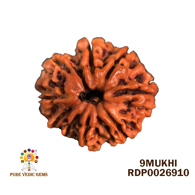 9 Mukhi Rudraksha (3.270g)