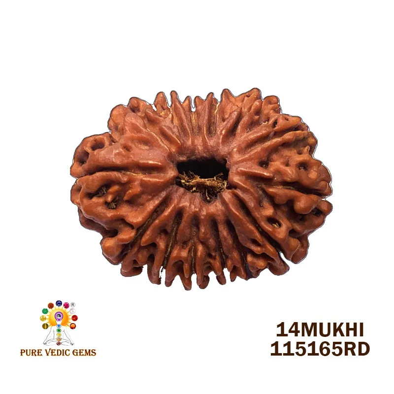 14Mukhi Rudraksha (4.685mg) On Demand
