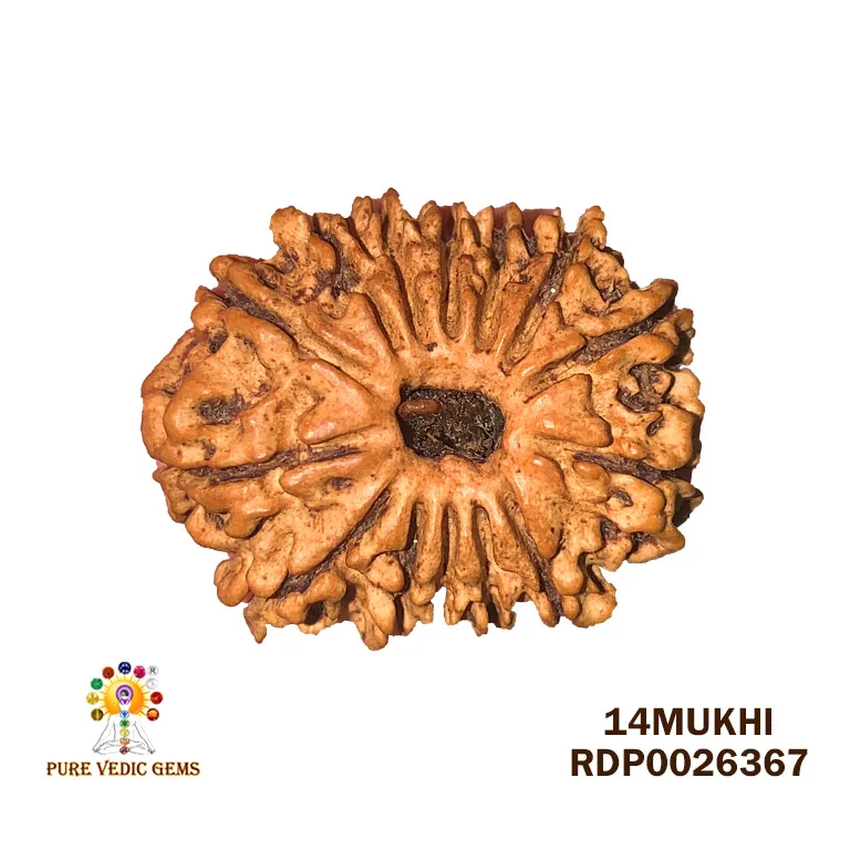 14 Mukhi Rudraksha (2.020g) On Demand