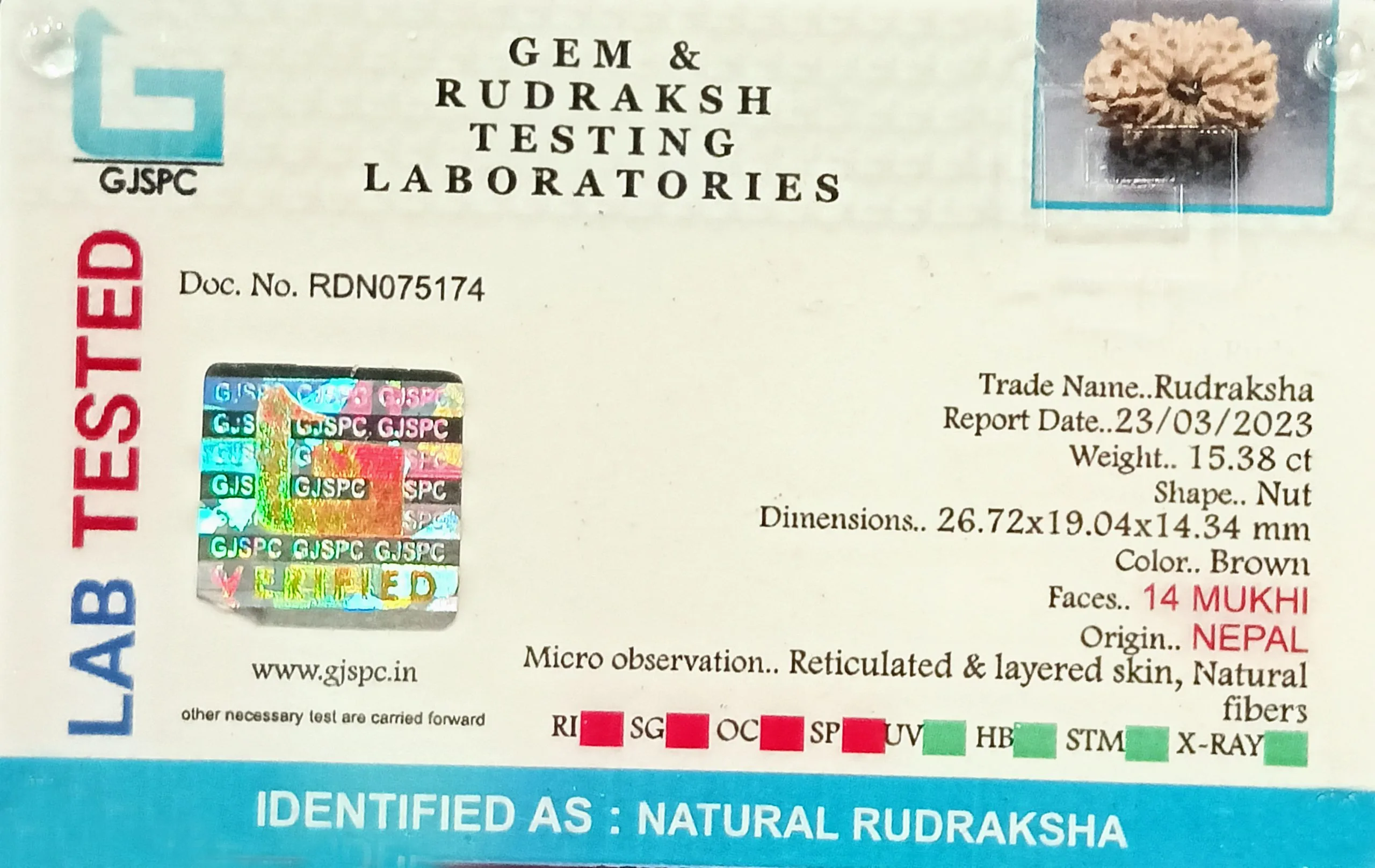 14 Mukhi Rudraksha (3.076g) view 2