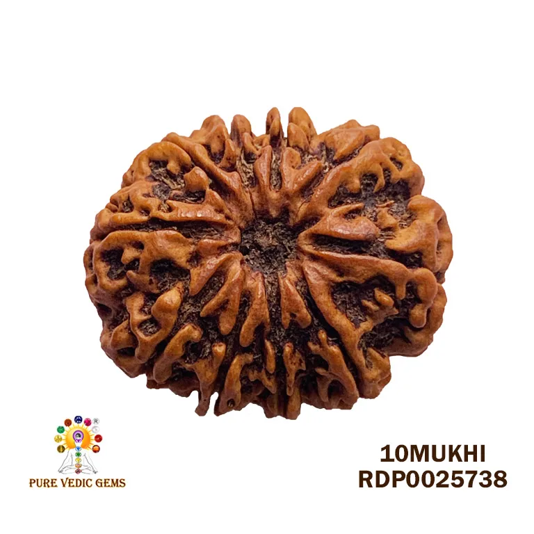 10 Mukhi Rudraksha (4.040g) — image 1