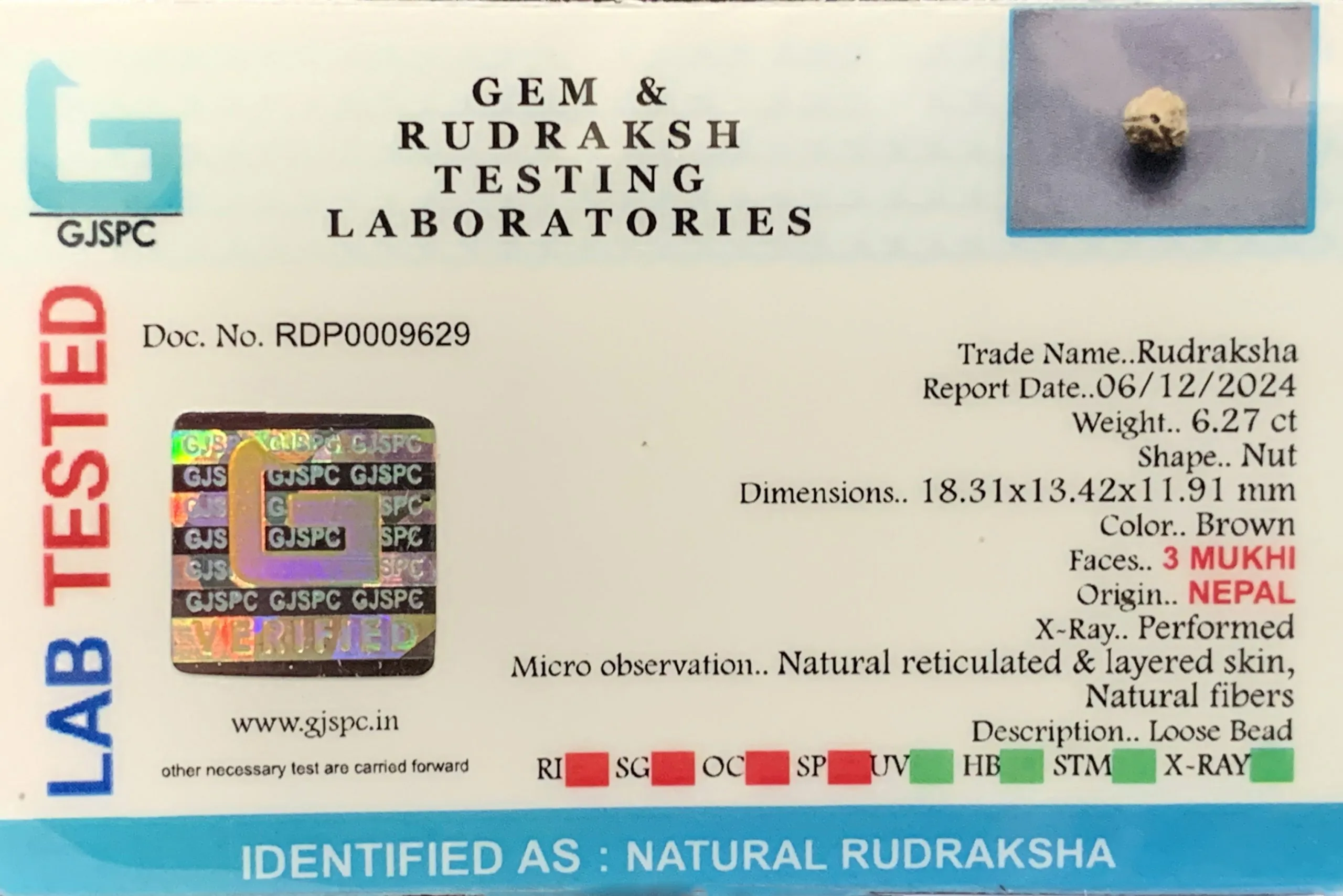 3 MUKHI Rudraksha (1.254g) view 2