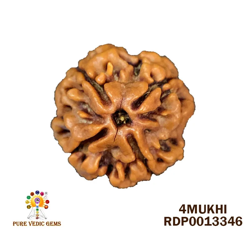4 Mukhi Rudraksha (2.862g)