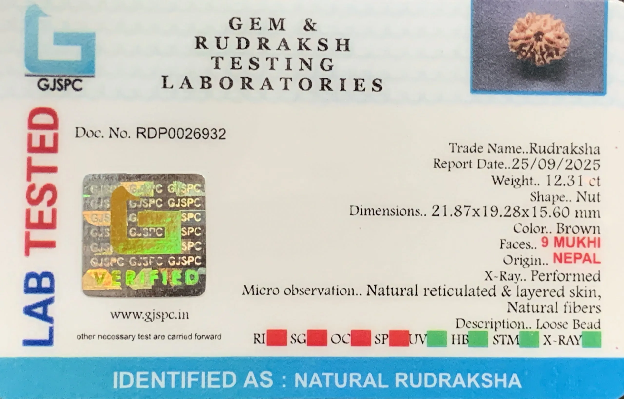 9 Mukhi Rudraksha (2.462g) view 2