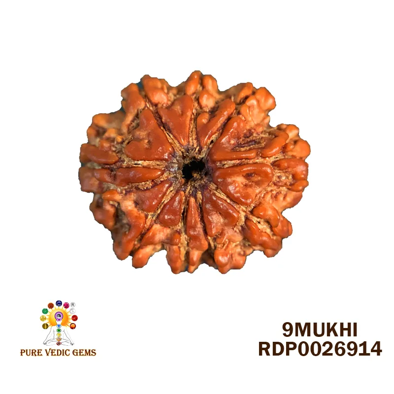 9 Mukhi Rudraksha (3.098g)