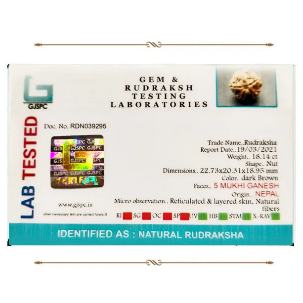 Ganesh Rudraksha (3.628g) view 2
