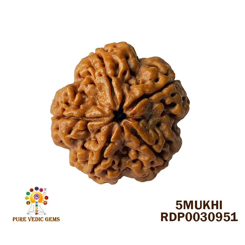 5 Mukhi Rudraksha (7.528g)