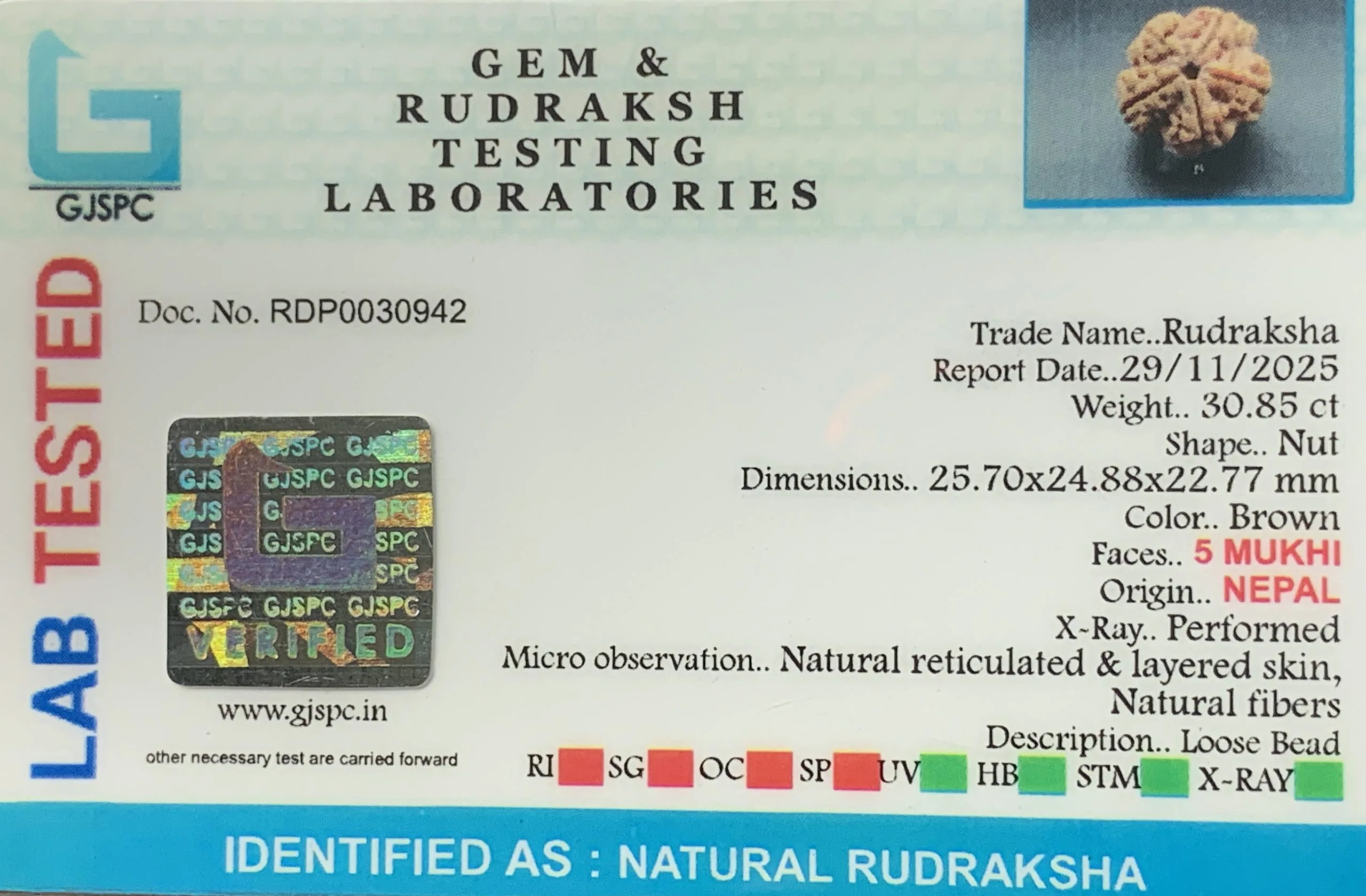 5 Mukhi Rudraksha (6.170g) view 2