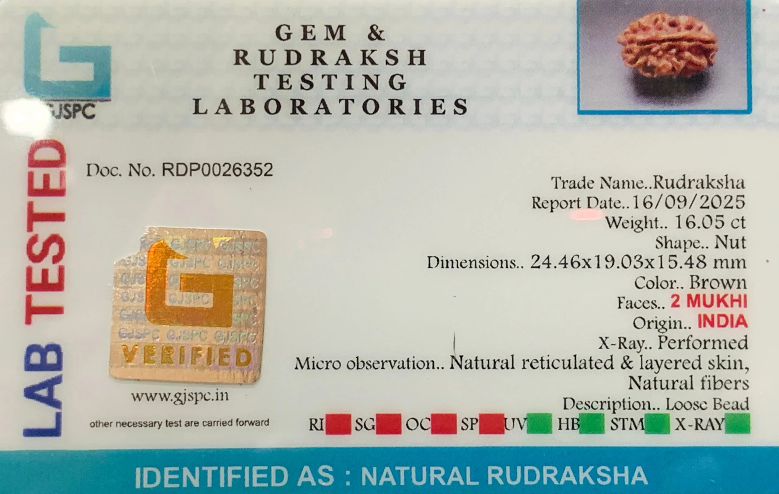 2 Mukhi Rudraksha (3.210g) view 2
