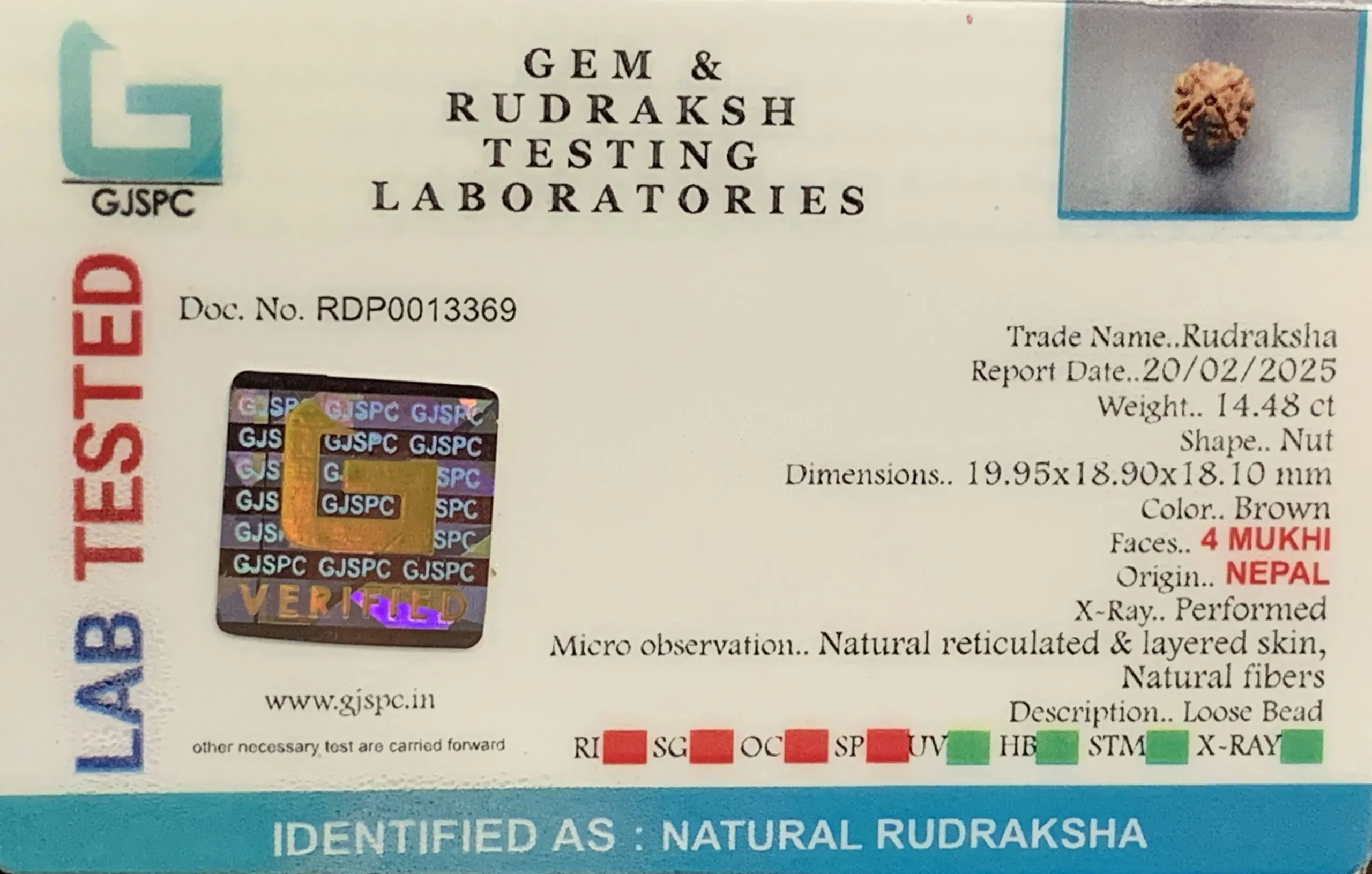 4 Mukhi Rudraksha (2.896g) view 2