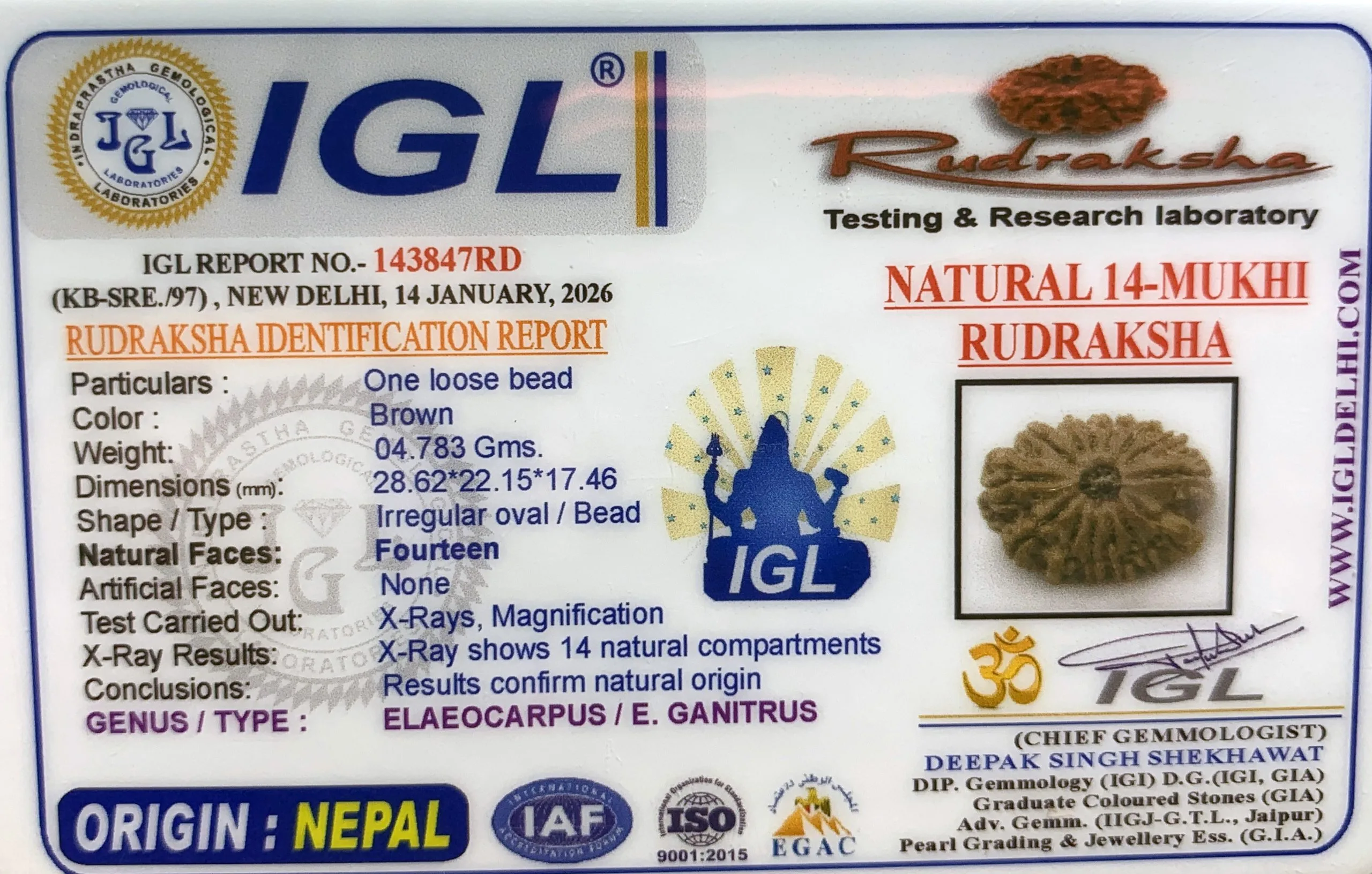 14Mukhi Rudraksha (4.783mg) On Demand view 2