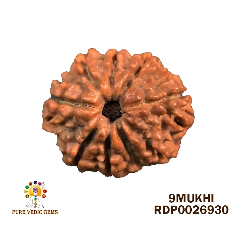 9 Mukhi Rudraksha (2.420g) — image 1