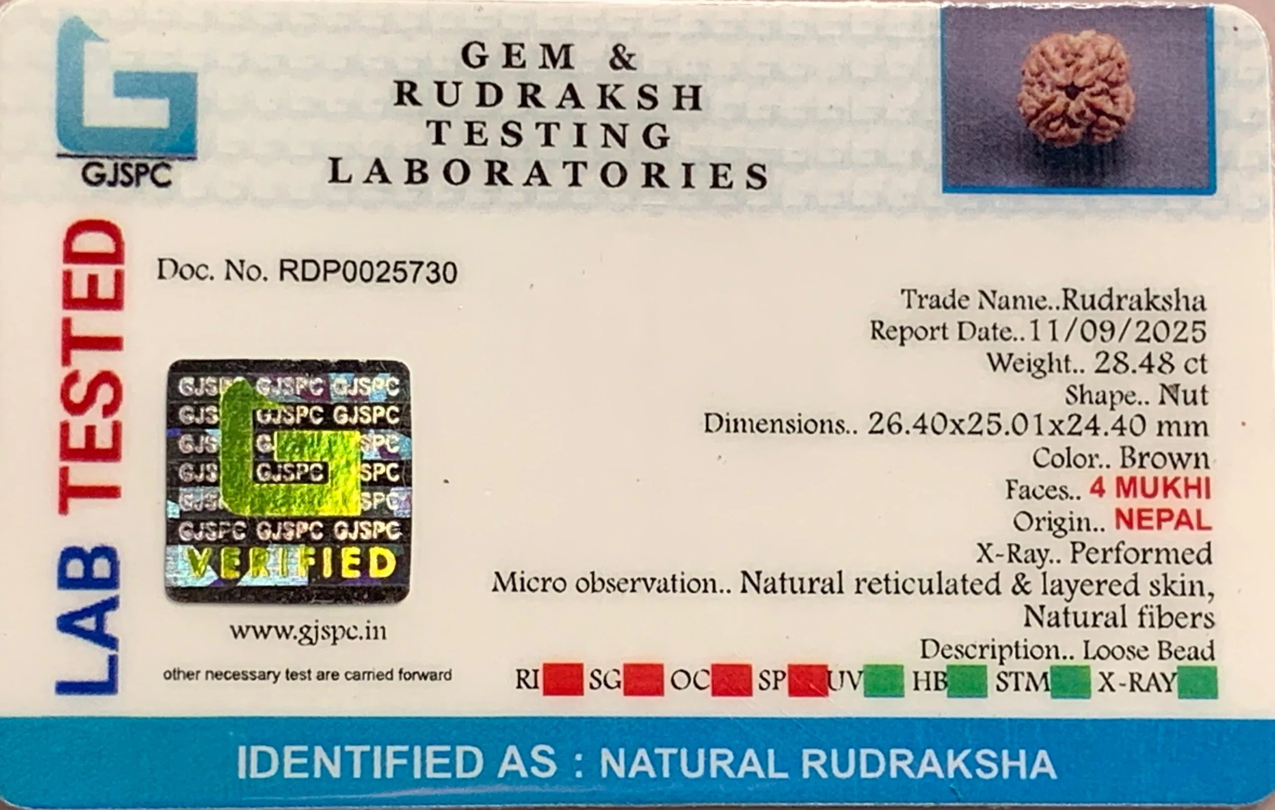 4 Mukhi Rudraksha (5.696g) view 2