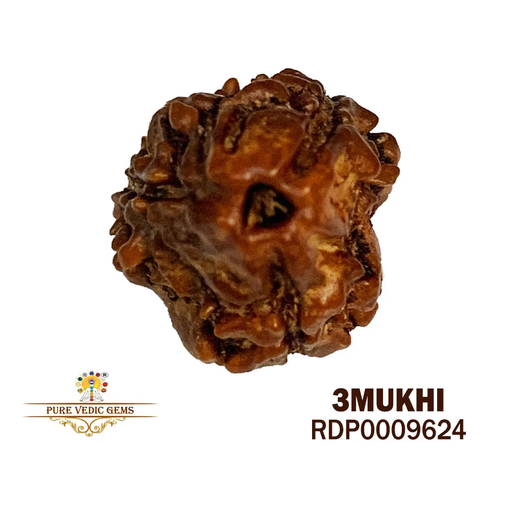 3 Mukhi Rudraksha (1.288g)