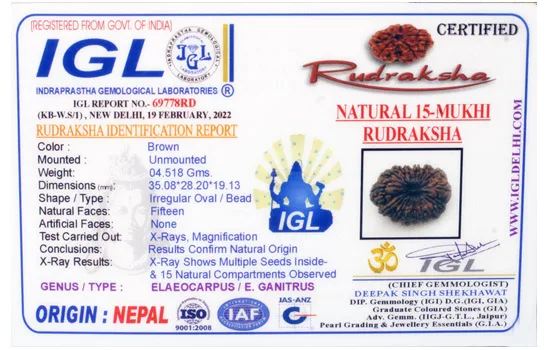 15 Mukhi Rudraksha (4518 mg)-On Demand view 3