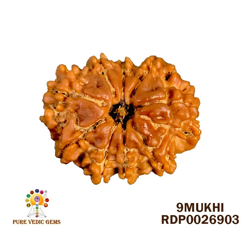 9 Mukhi Rudraksha (2.132g)