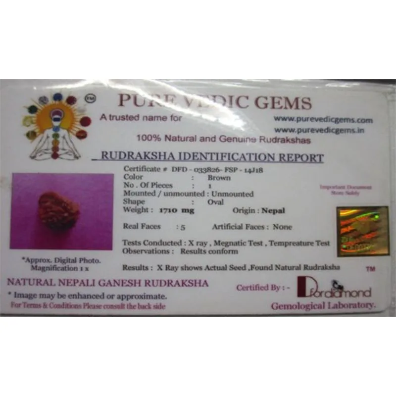 Ganesh Rudraksha (1.710g) view 2