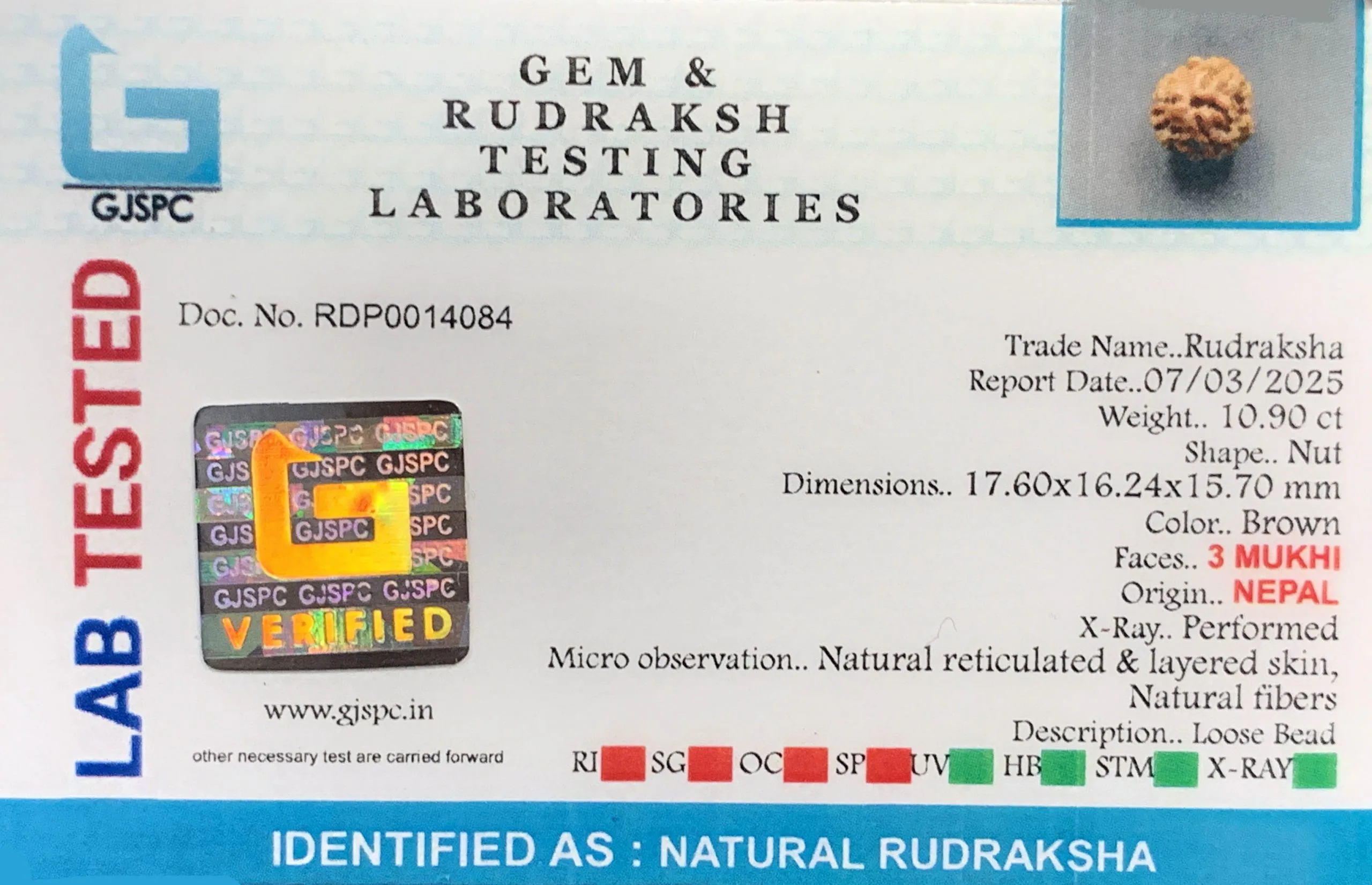 3 MUKHI Rudraksha (2.180g) view 2