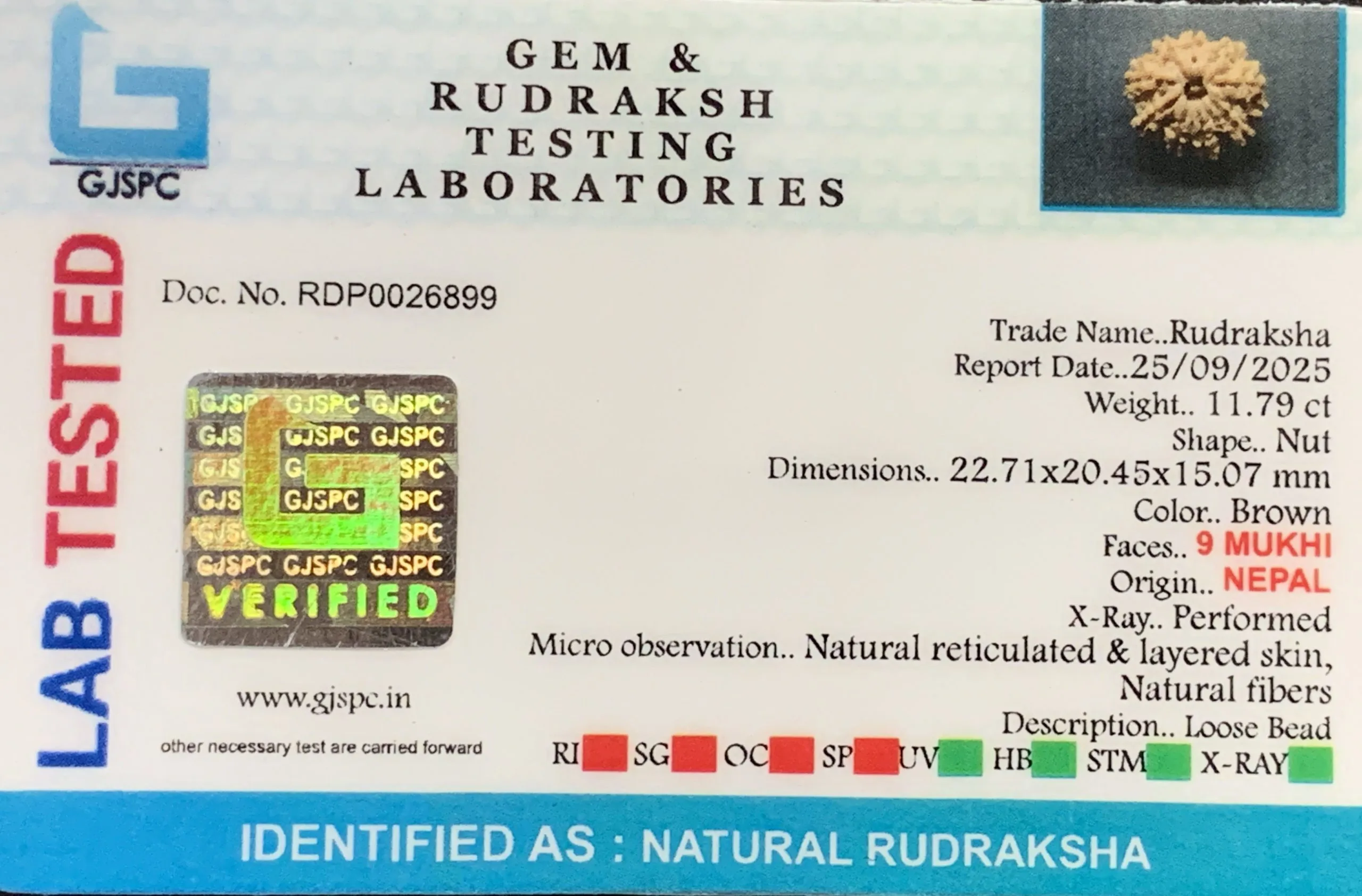9 Mukhi Rudraksha (2.358g) view 2