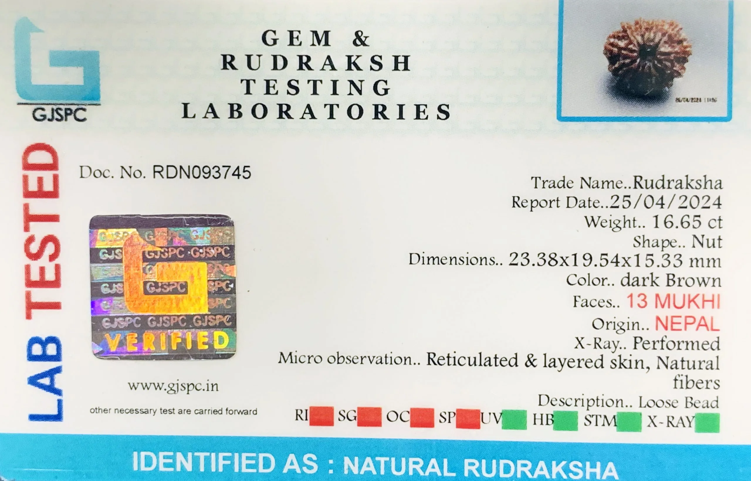 13 Mukhi Rudraksha (3.330g) view 2
