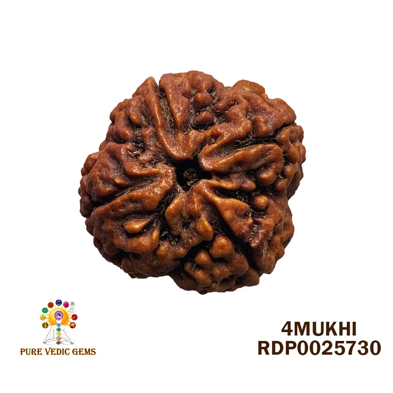 4 Mukhi Rudraksha (5.696g)