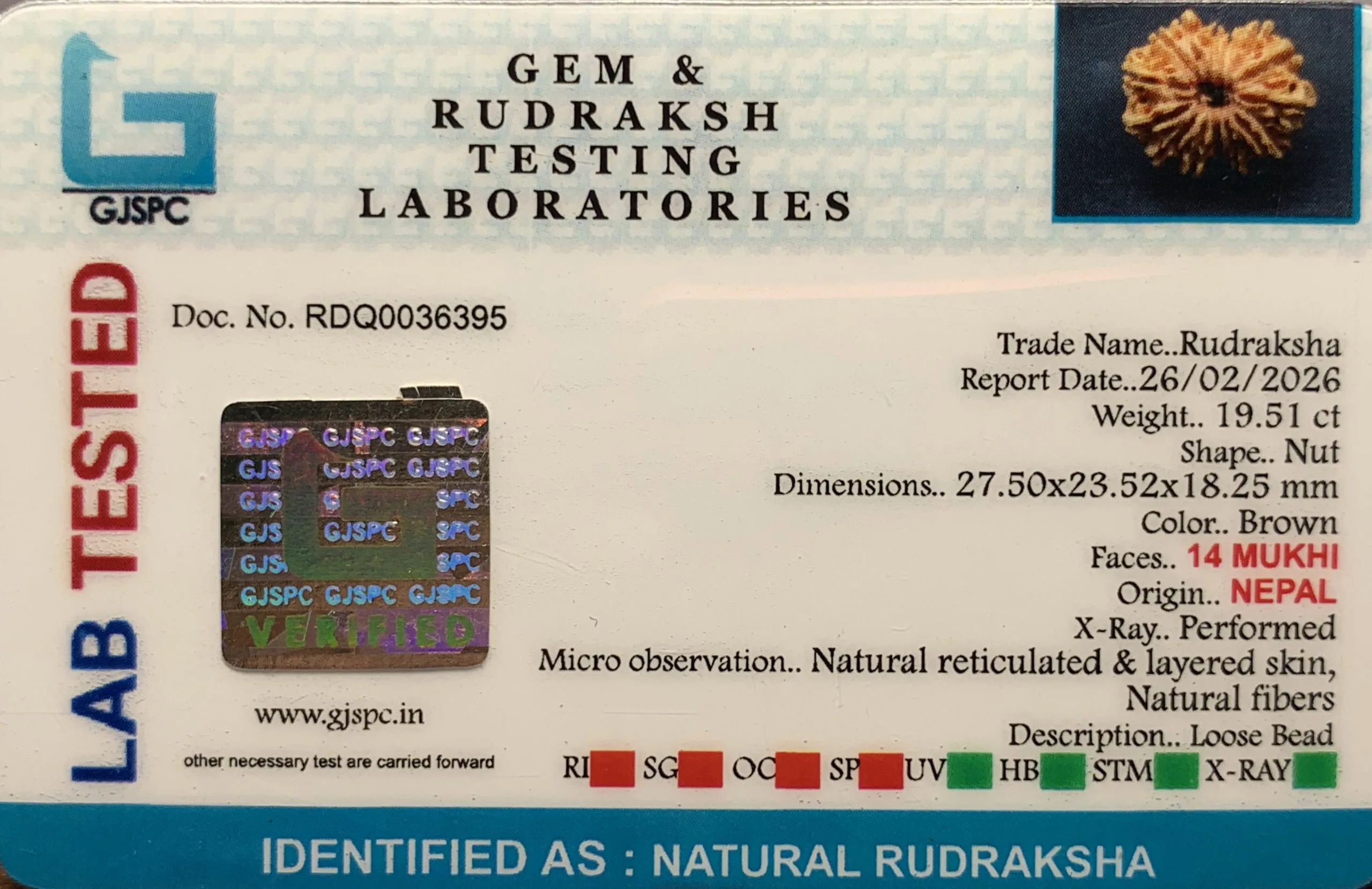 14 Mukhi Rudraksha (3.902g) view 2