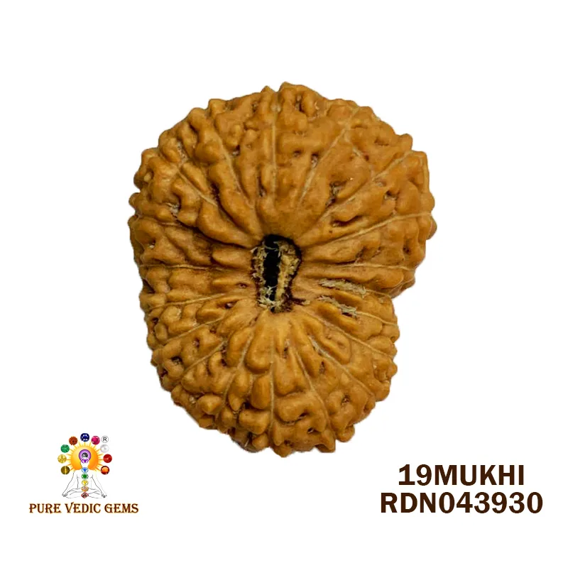 19 Mukhi Rudraksha (2.508mg) On Demand
