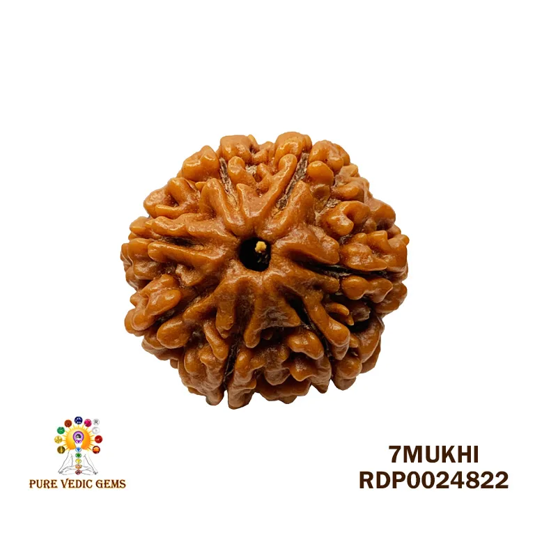 7 Mukhi Rudraksha (3.912g)