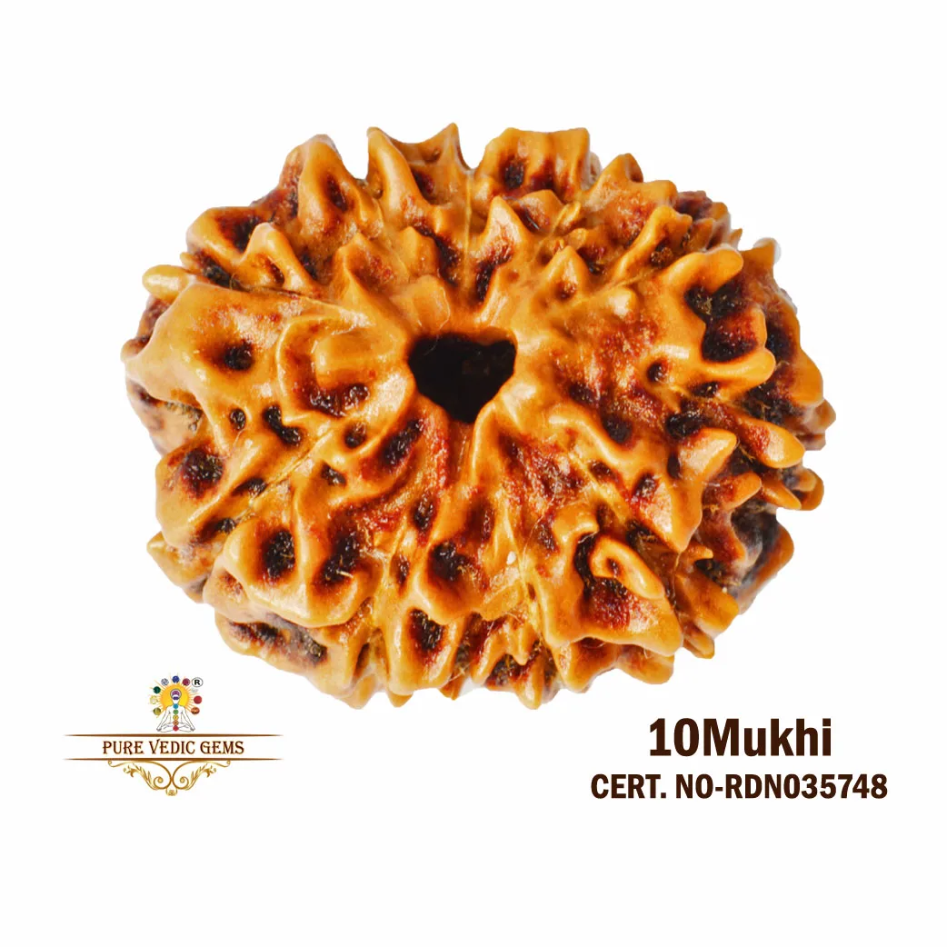 10 Mukhi Rudraksha (2.002g)