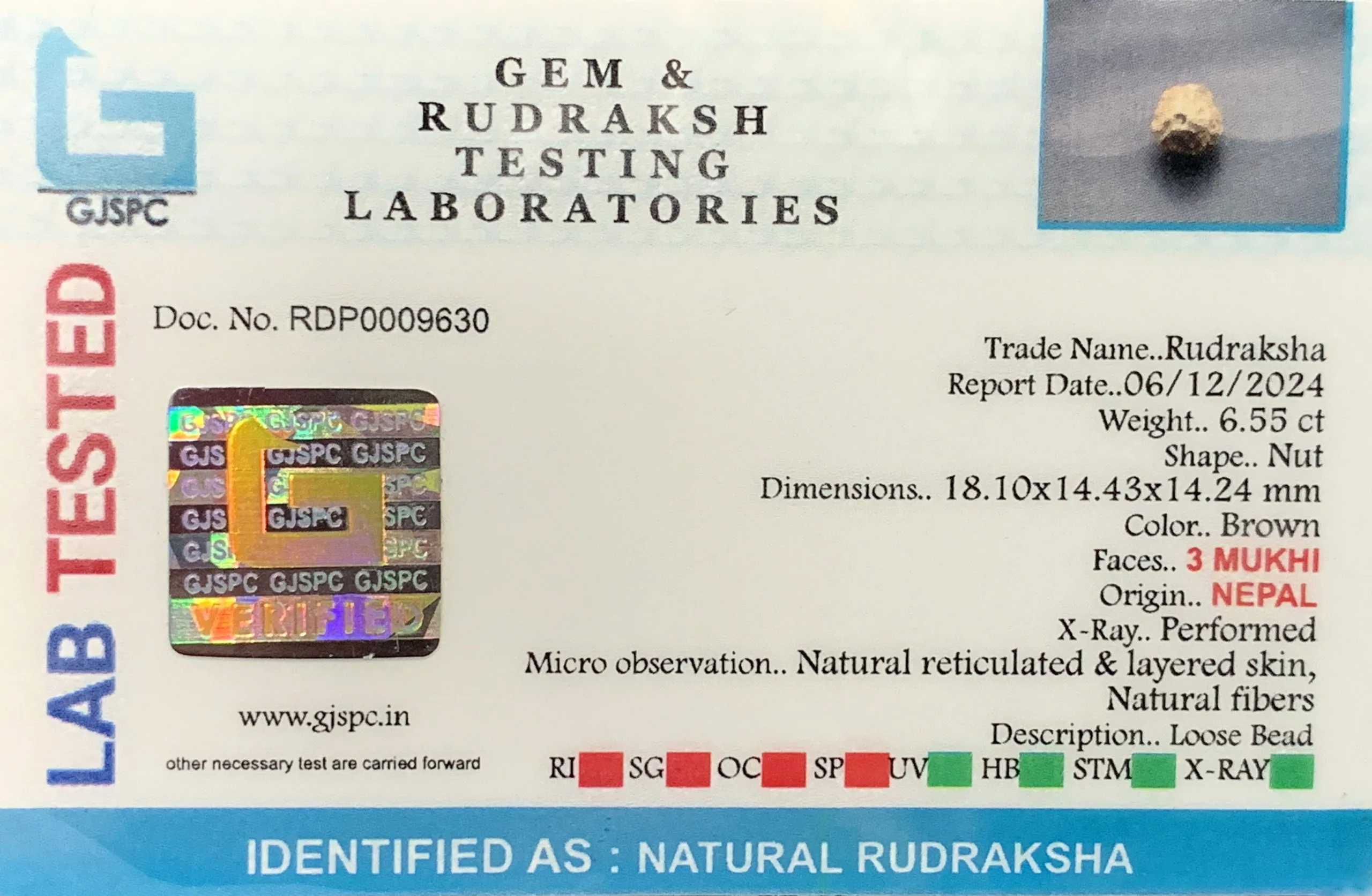 3 MUKHI Rudraksha (1.310g) view 2