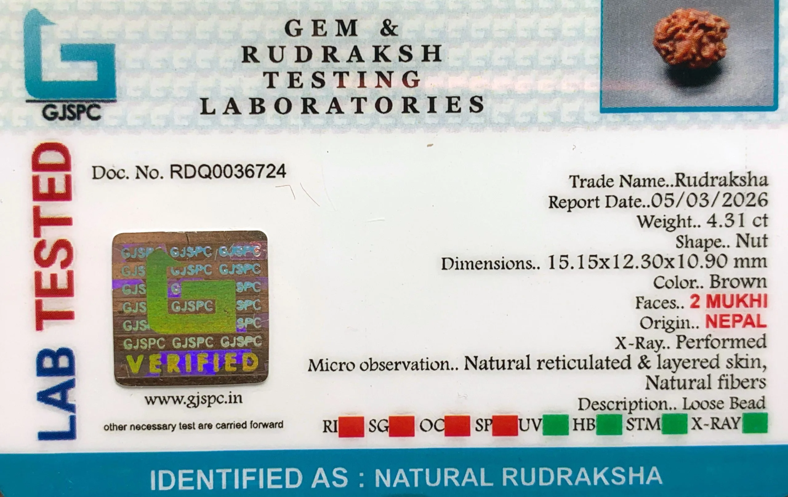 2 Mukhi Rudraksha (0.862g) view 2