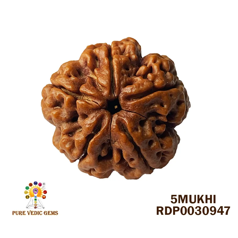 5 Mukhi Rudraksha (6.438g)