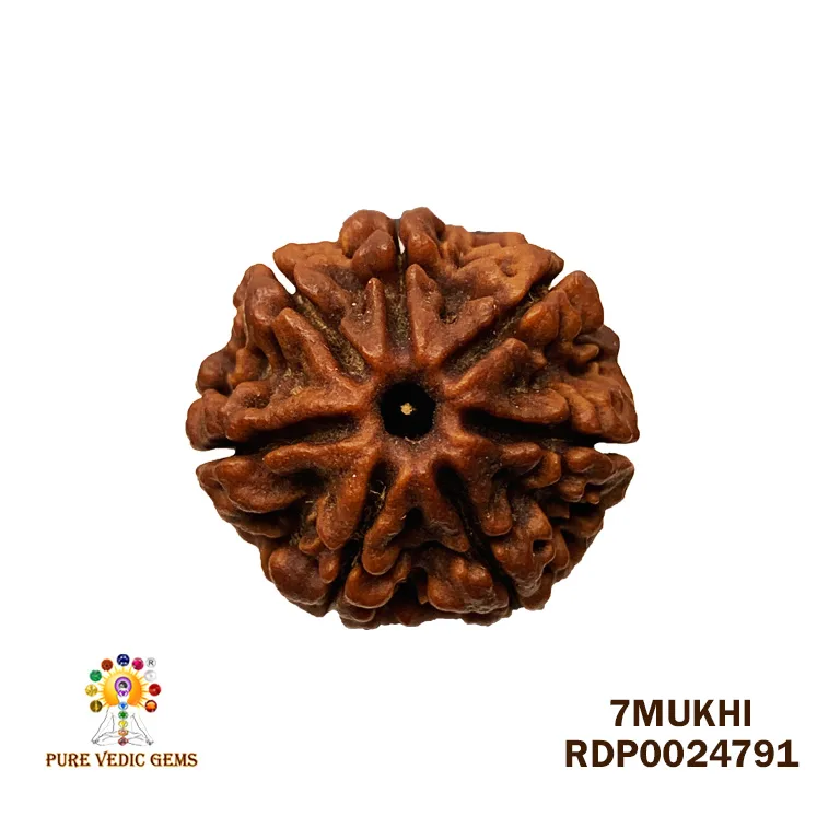 7 Mukhi Rudraksha (3.364g)