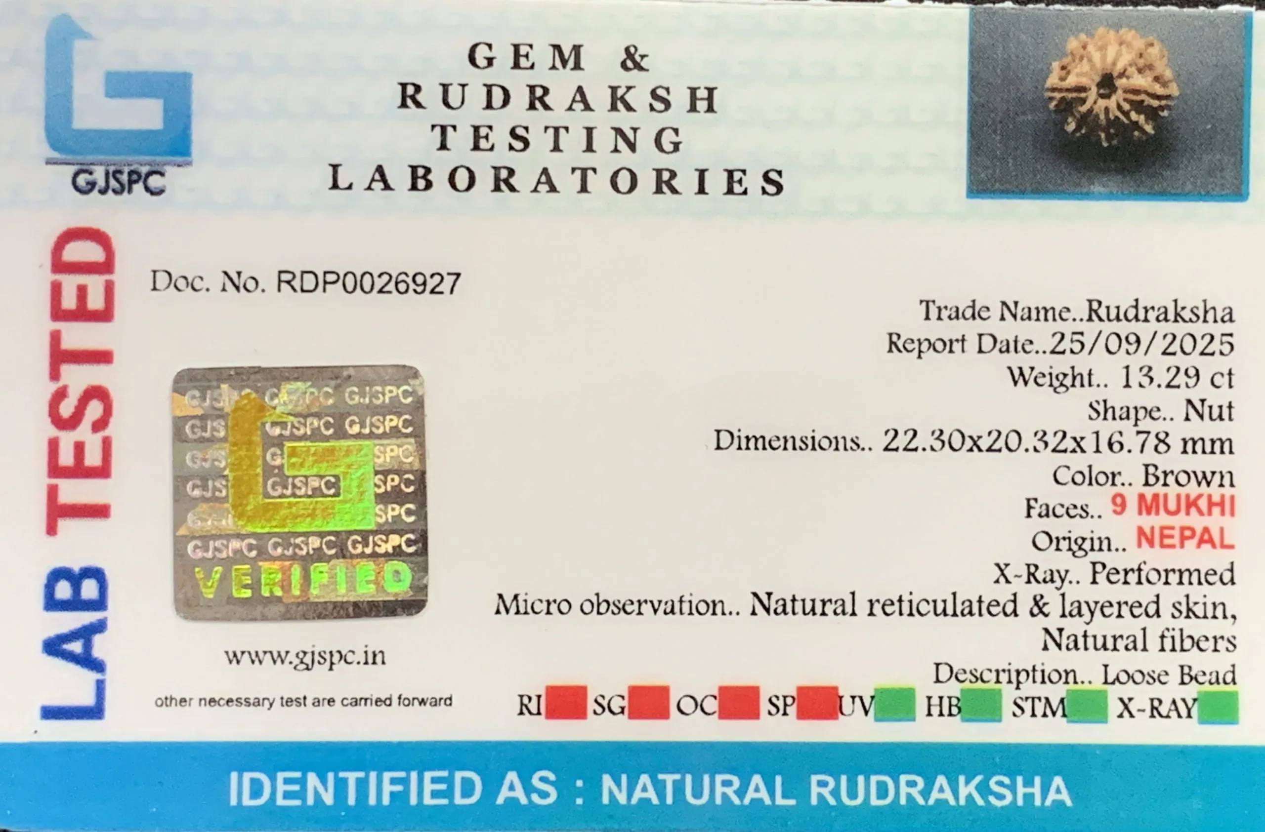 9 Mukhi Rudraksha (2.658g) view 2