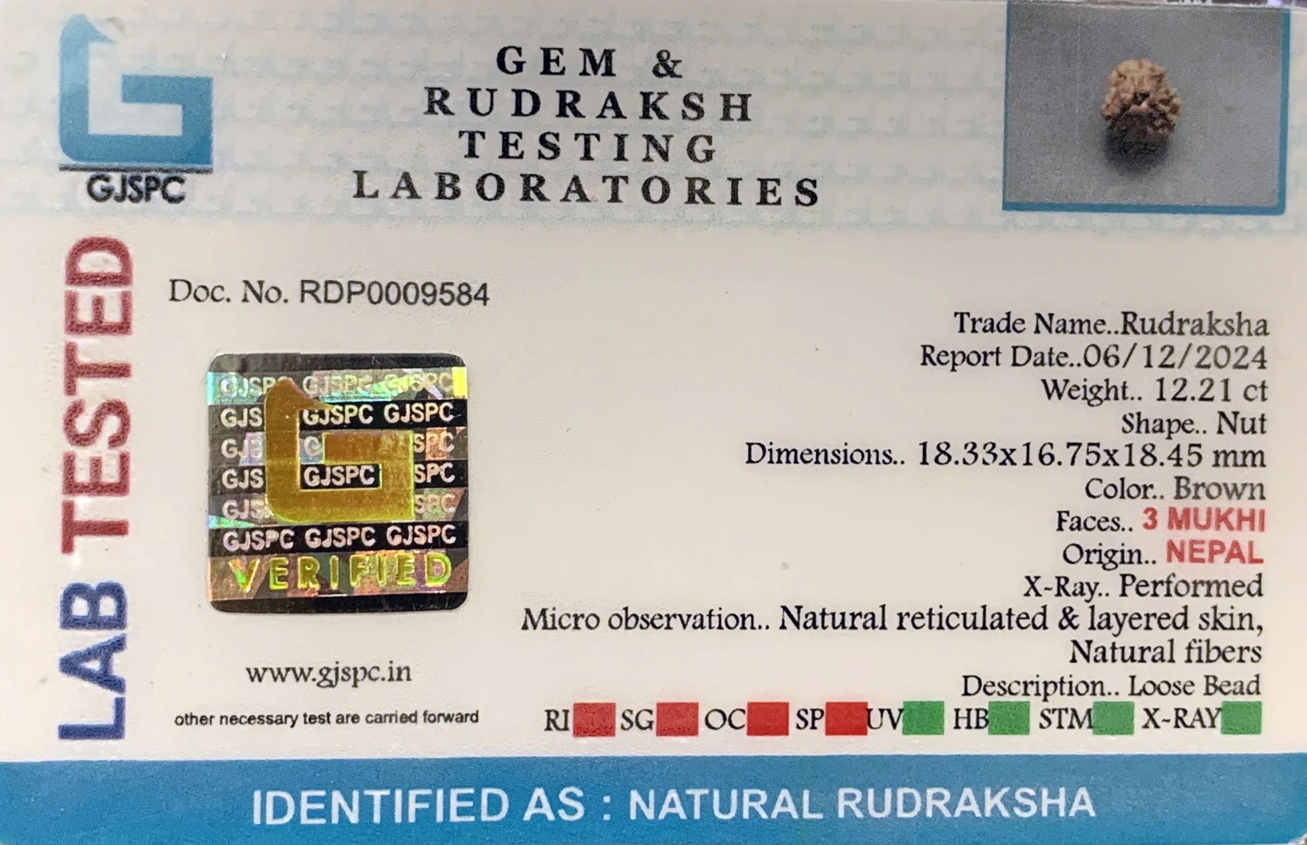 3 MUKHI Rudraksha (2.442g) view 2