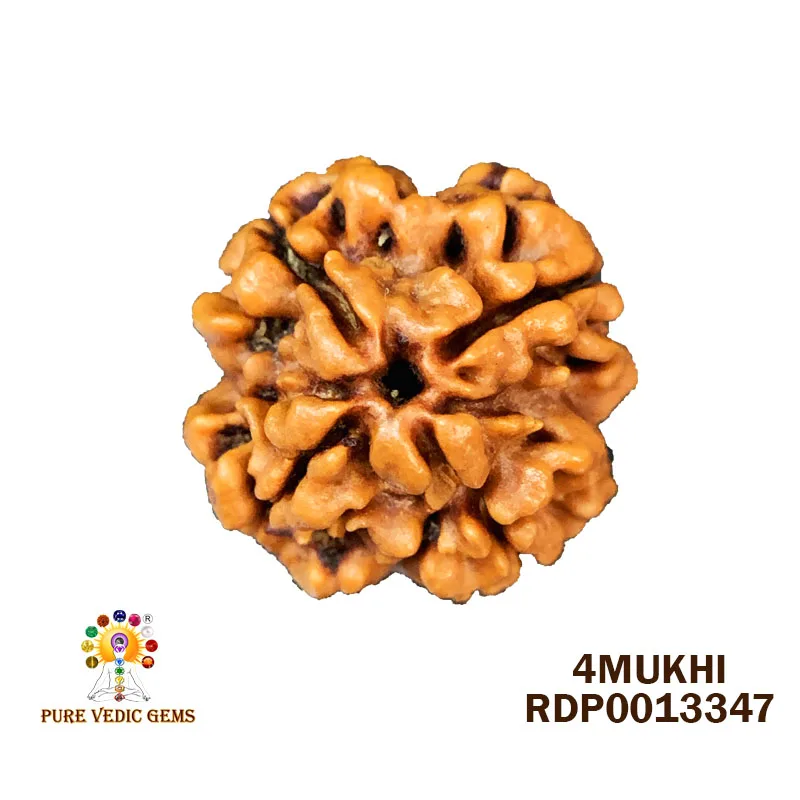4 Mukhi Rudraksha (2.656g)