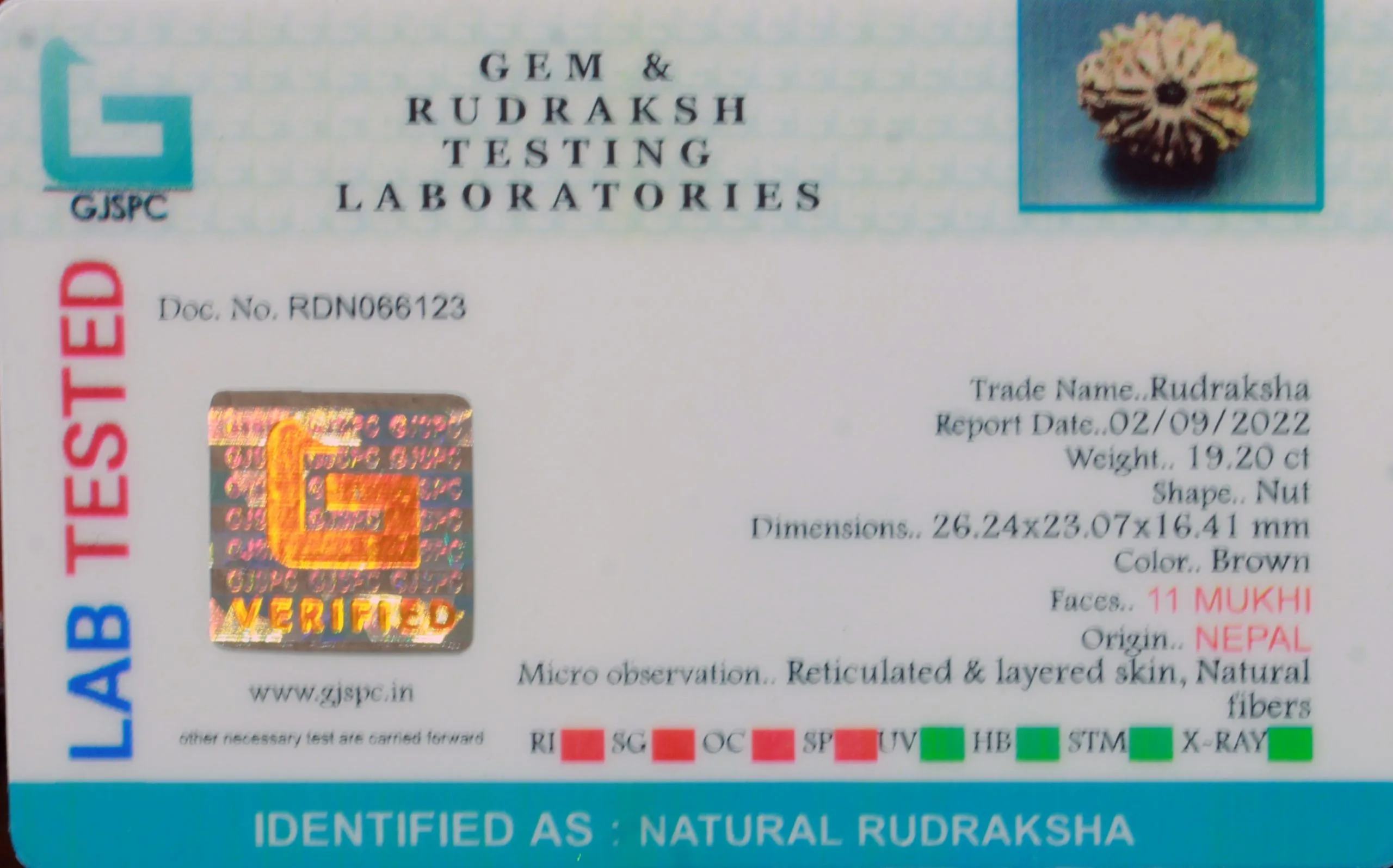 11 Mukhi Rudraksha (3840g) view 2