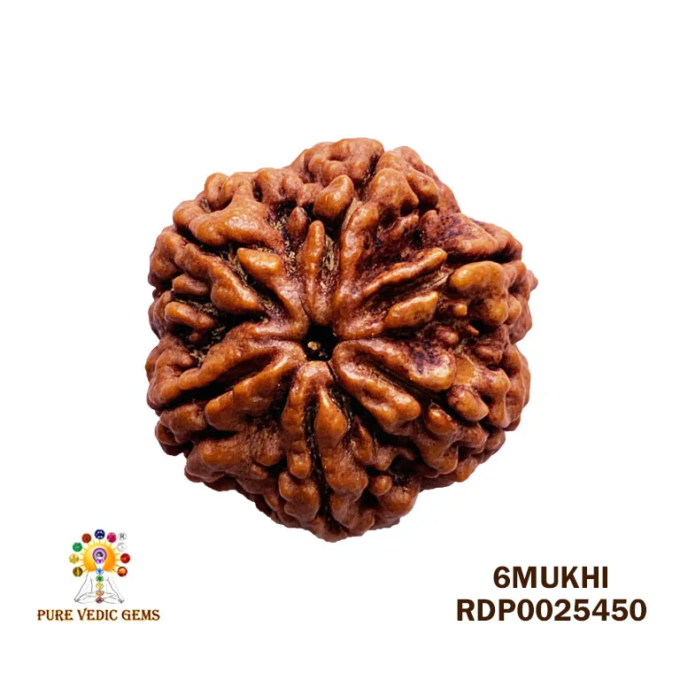 6 Mukhi Rudraksha (6.416g)