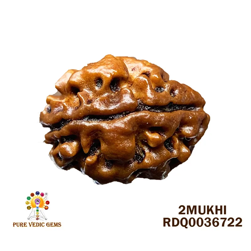 2 Mukhi Rudraksha (1.514g)