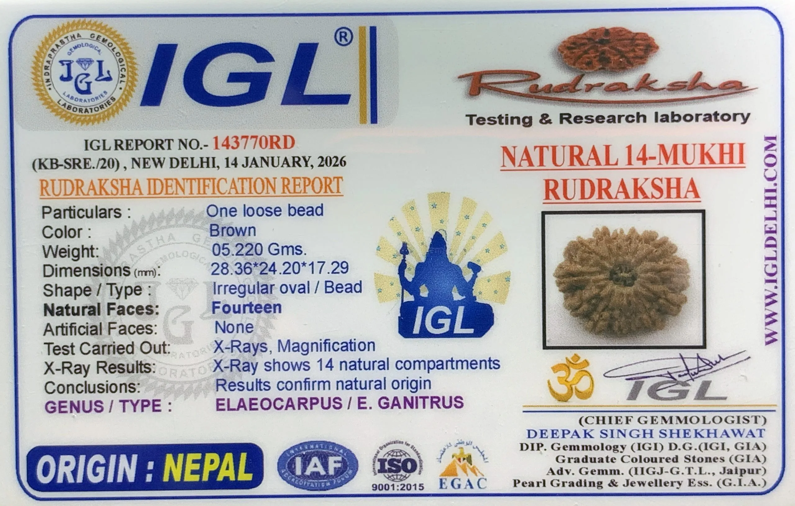 14Mukhi Rudraksha (5.220mg) On Demand view 2